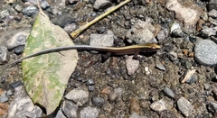 Pholidobolus vertebralis