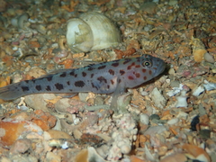 Thorogobius ephippiatus