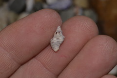 Phycothais reticulata