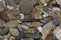 Phyllacanthus parvispinus