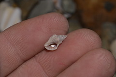 Phycothais reticulata