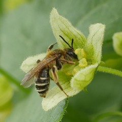 Simandrena