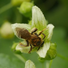 Simandrena