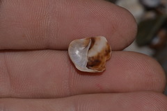 Bostrycapulus pritzkeri