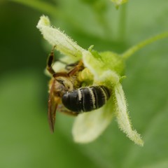 Simandrena