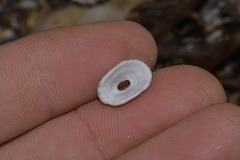 Amblychilepas nigrita