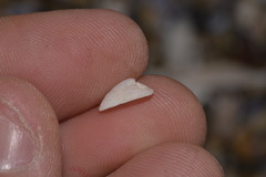 Tugali parmophoidea
