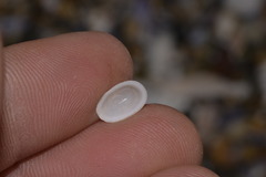Tugali parmophoidea