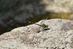 Melligomphus sinicus