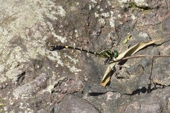 Melligomphus sinicus