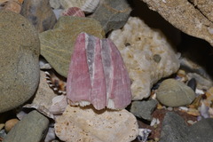 Megabalanus tintinnabulum