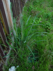 Miscanthus sacchariflorus