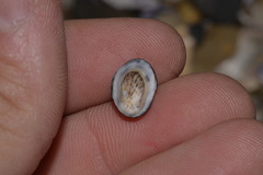 Patelloida latistrigata