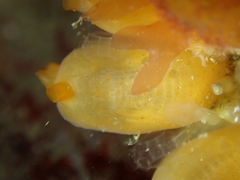 Stolonica socialis