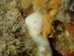 Calcarea