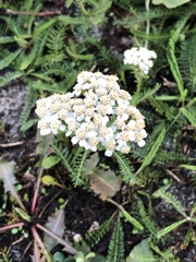 Achillea millefolium