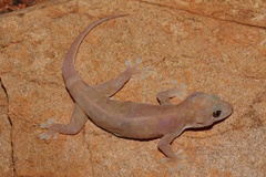 Gehyra robusta