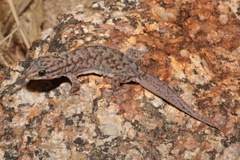 Gehyra variegata