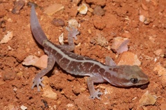 Lucasium immaculatum