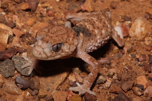 Eromanga Basin Knob-Tail Gecko, Nephrurus eromanga
