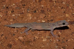 Oedura cincta