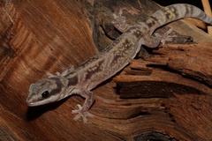 Oedura cincta