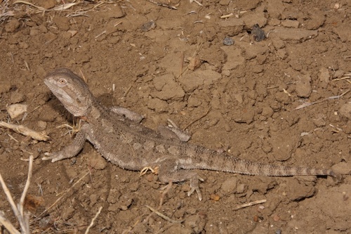 Black-soil Bearded Dragon