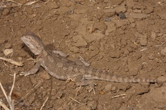 Black-Soil Bearded Dragon photo 2