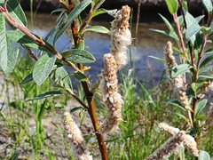 Salix lapponum