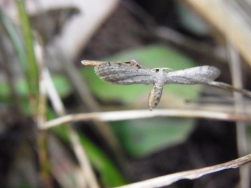 Eumacrodes euthysticta