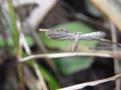 Eumacrodes euthysticta