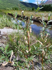 Salix lapponum