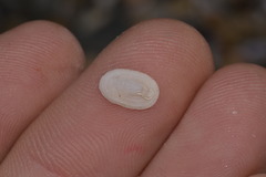 Tugali parmophoidea