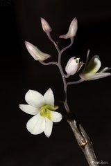 Dendrobium ovatum