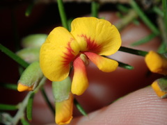 Dillwynia sieberi