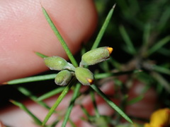 Dillwynia sieberi