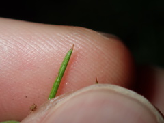 Dillwynia sieberi