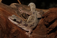 Oedura cincta