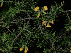 Dillwynia sieberi