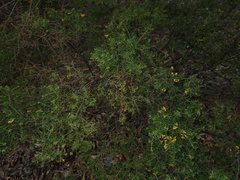 Dillwynia sieberi