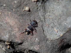 Lemidia accincta