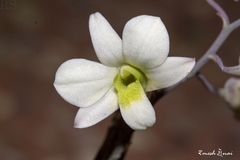 Dendrobium ovatum
