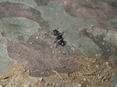 Lemidia accincta