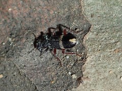 Lemidia accincta