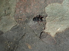 Lemidia accincta