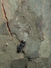 Lemidia accincta