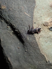 Lemidia accincta