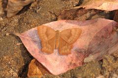 Abisara bifasciata suffusa