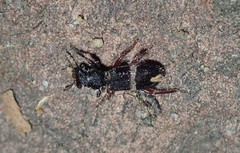 Lemidia accincta