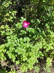 Rosa rugosa